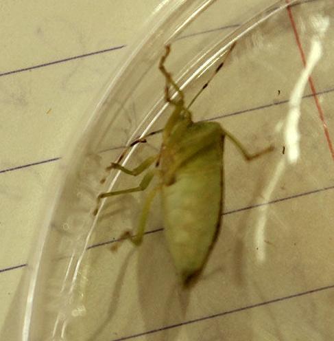 Stink bug